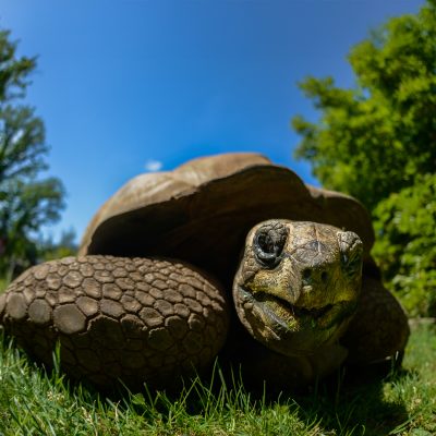 Riesenschildkroete RM87508 FIN 1350