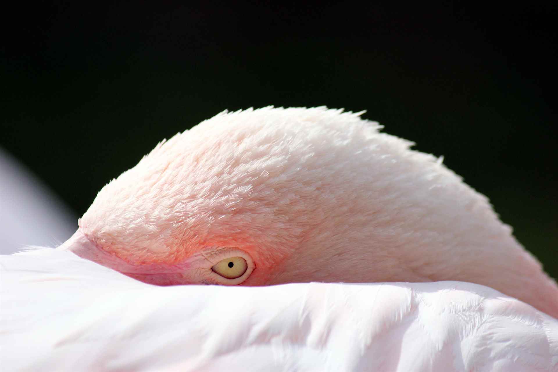 Rosa Flamingo - Zoo Vivarium Darmstadt