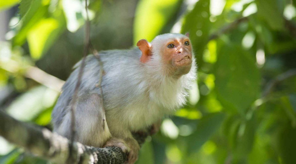 Silberaeffchen Mink 2