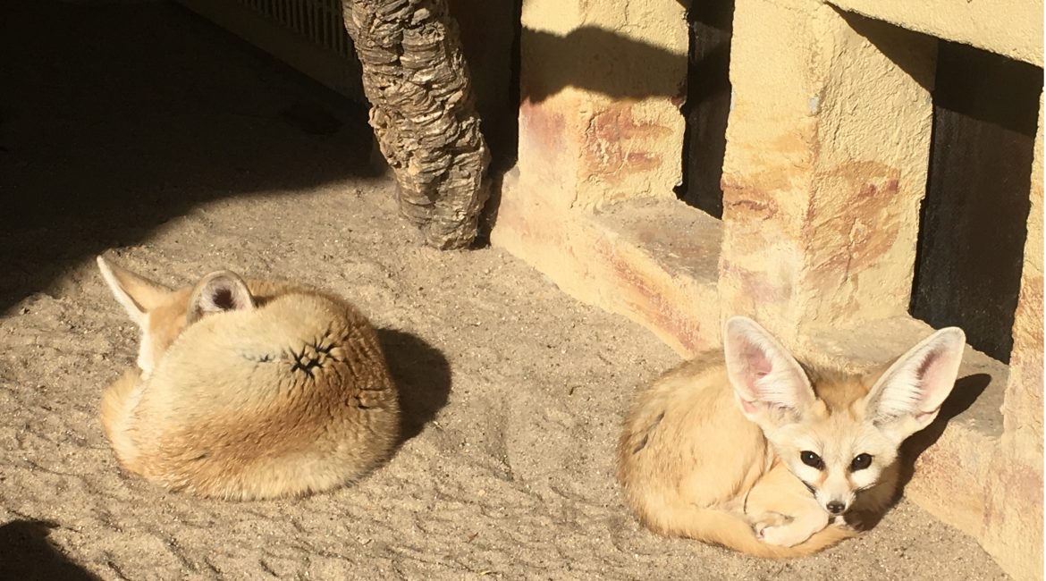 11 Fenneks 27.03.2020 A.Montino