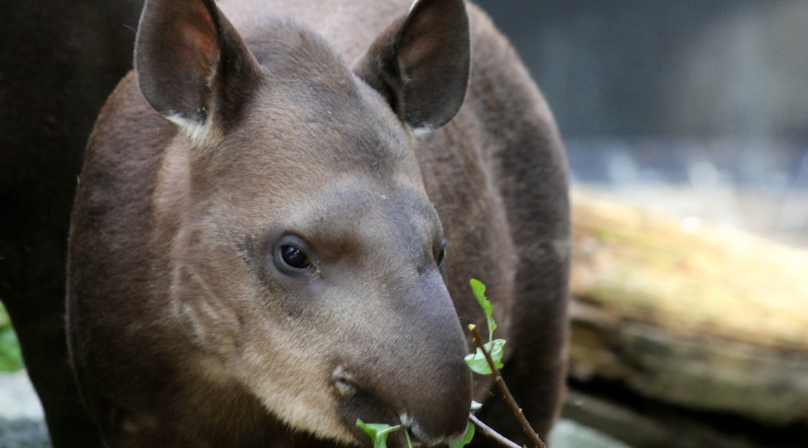 Flachlandtapir Daum 82