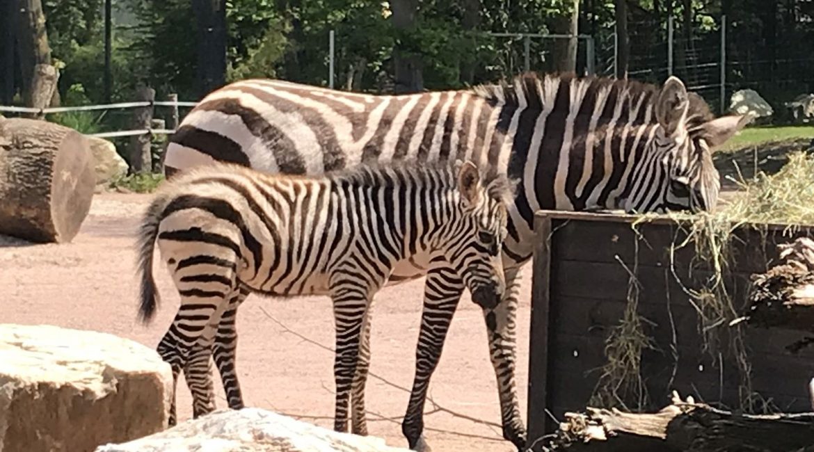 img 5969 Zebra Fohlen Ausschnitt