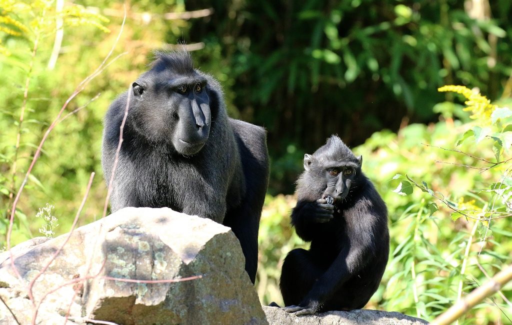 Schopfmakake Zoo Vivarium Darmstadt 2019.09.21 6