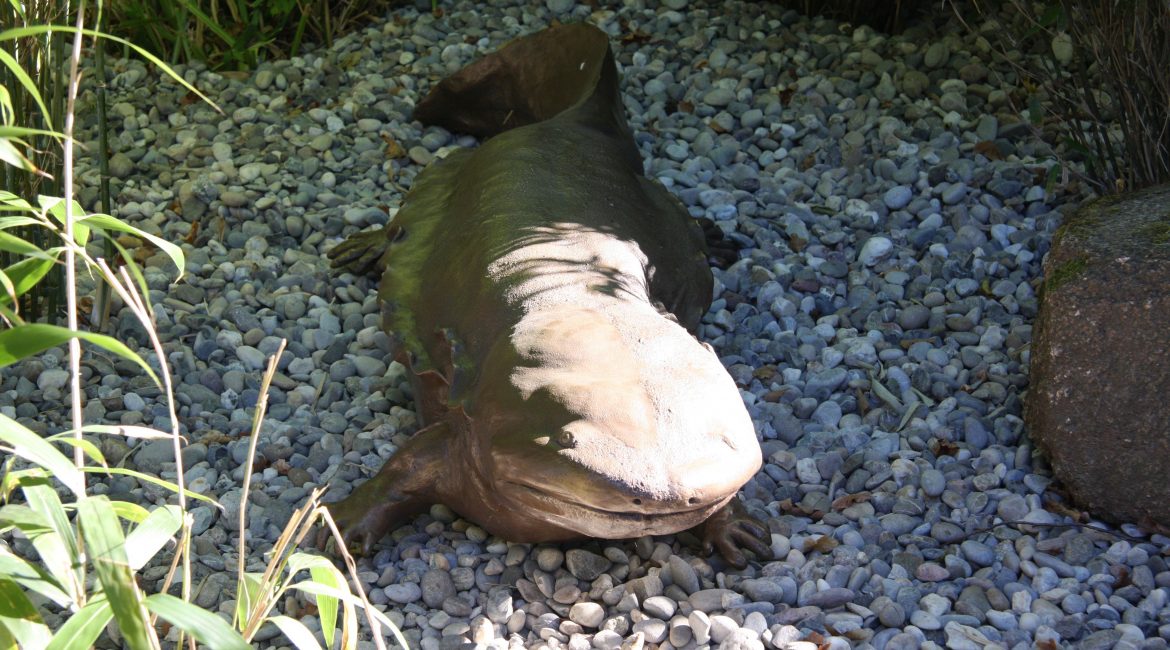 Lurchi Abguss Chin. Riesensalamander©Wissenschaftsstadt Darmstadt Zoo Vivarium
