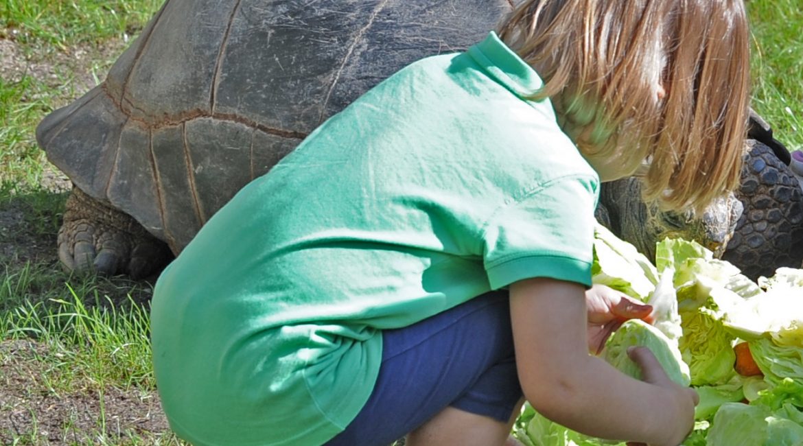Seychellen Riesenschildkroete Schuebeler 50 Ausschnitt