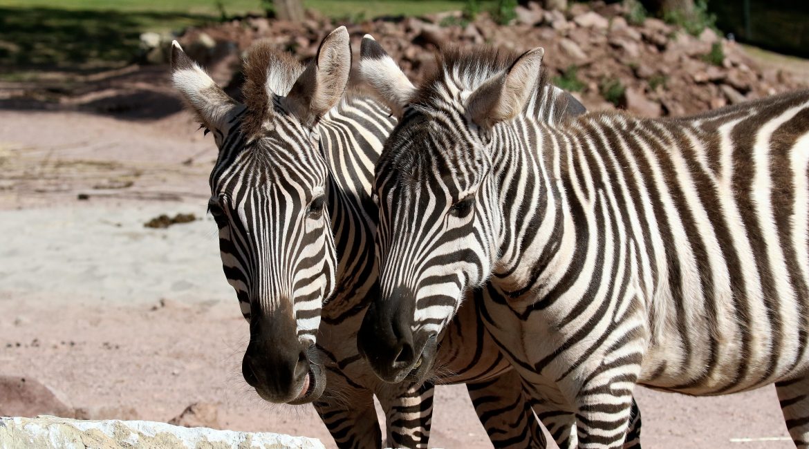 Boemzebra Zoo Vivarium Darmstadt 2019.07.10 18