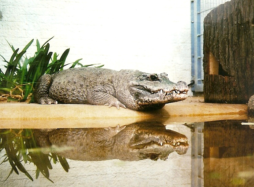 Stumpfkrokodil maennlich FV 15032012