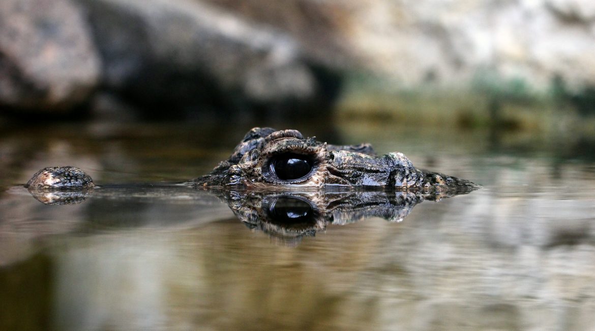 Stumpfkrokodil Daum 14