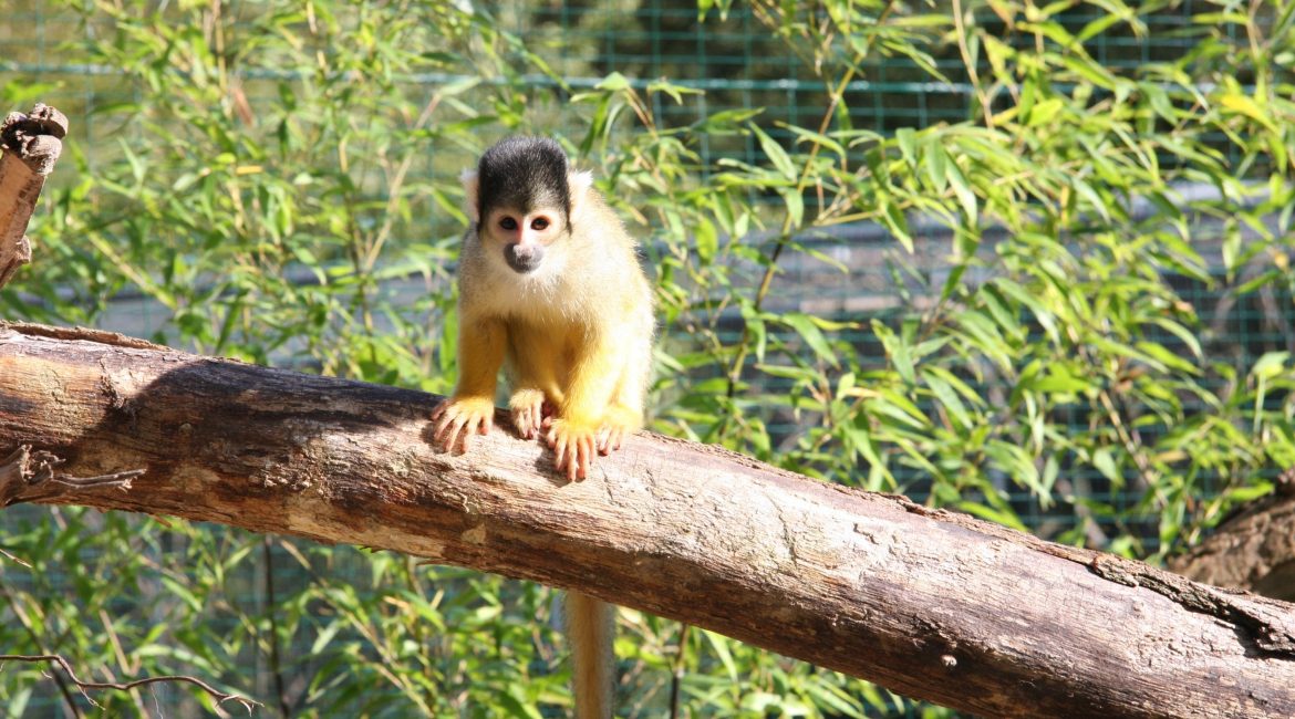 Bolivianischer Totenkopfaffe