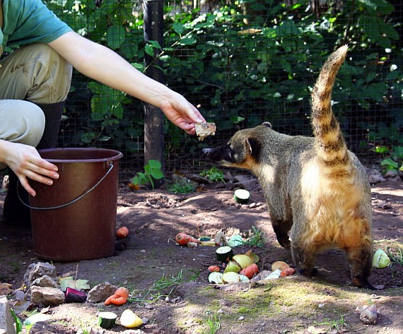 Nasenbaer Daum 39 Ausschnitt