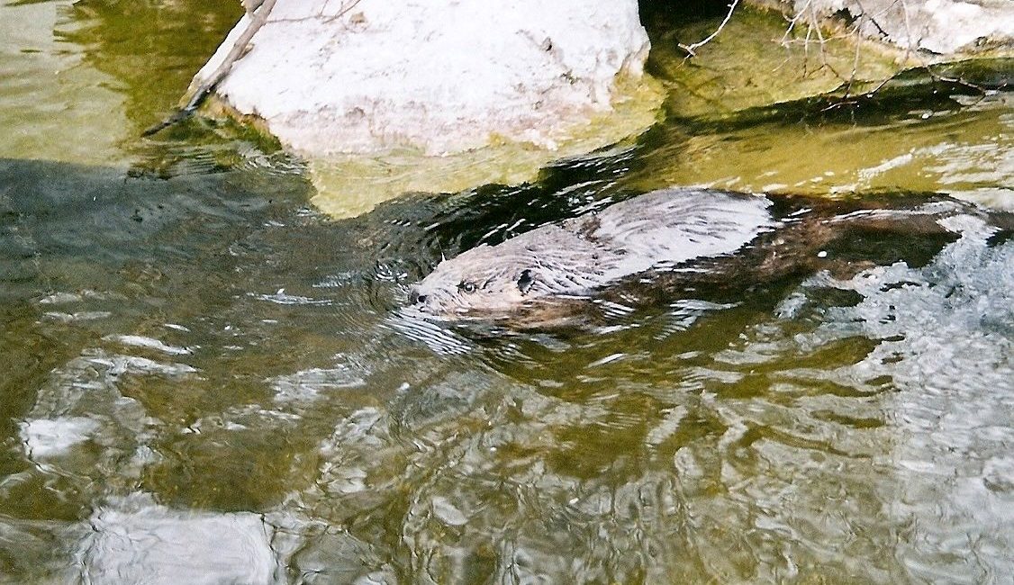 Biber Alpemzoo Innsbruck III 2006