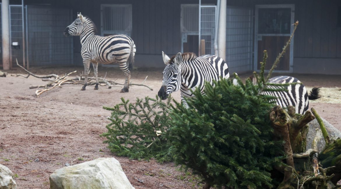baum fuetterungDA20220114 3042