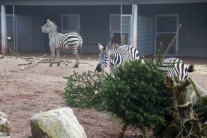 baum fuetterungDA20220114 3042