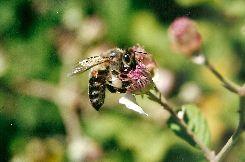 Honigbiene Triopetra Kreta VI 2001