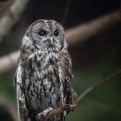 waldkautz-Post-1350-1