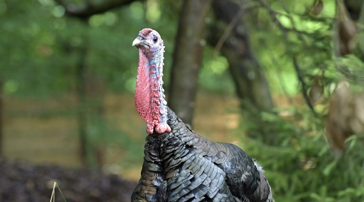 Wildtruthuhn 20240806 R Mink 7481