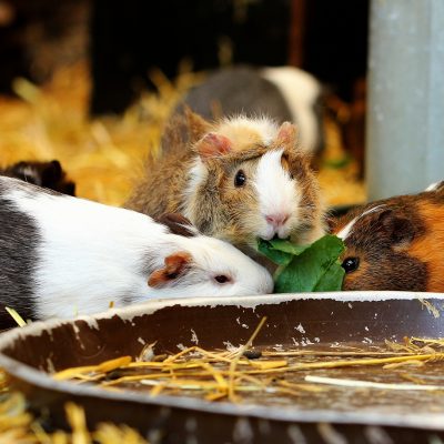 Hausmeerschweinchen_Daum_2