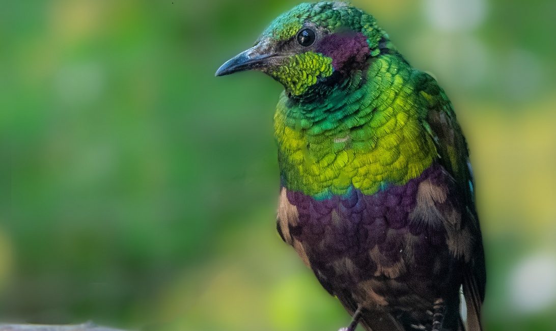 Schillerglanzstar 2025 06 MinkpP1200712