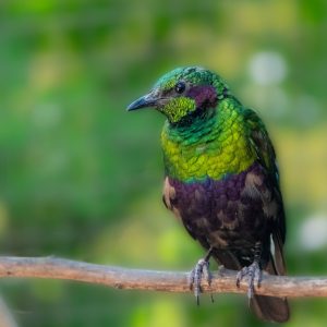 Schillerglanzstar 2025 06 MinkpP1200712