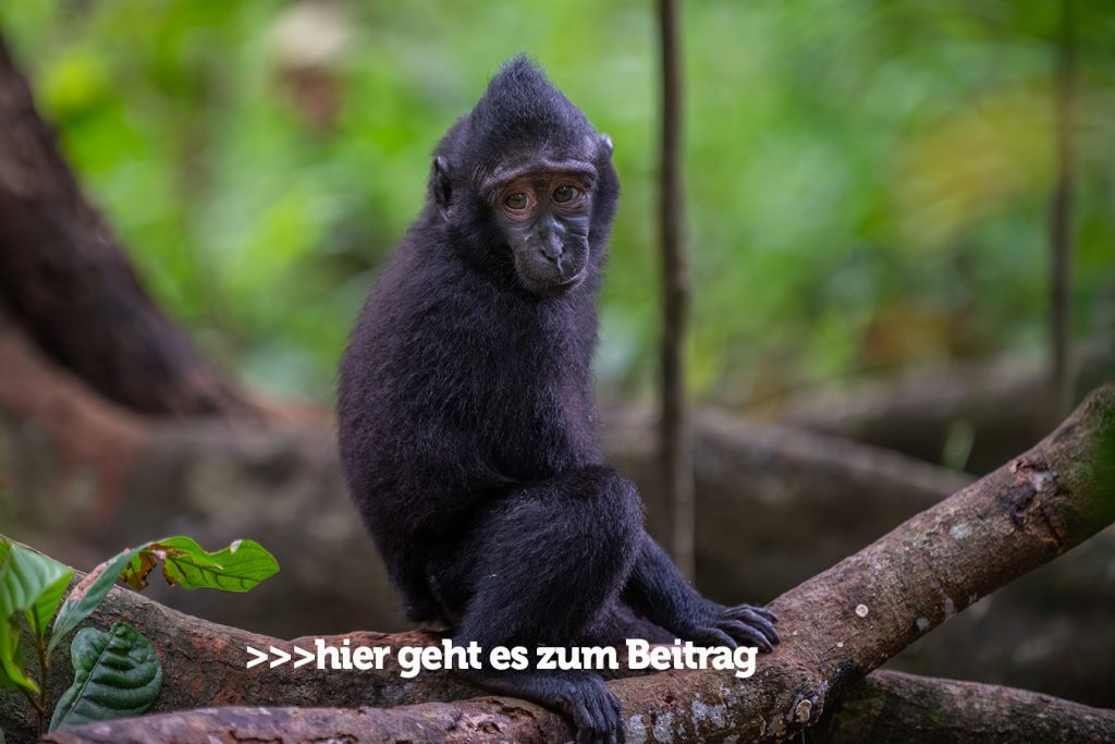 Schopfmakake RMZ7423 link