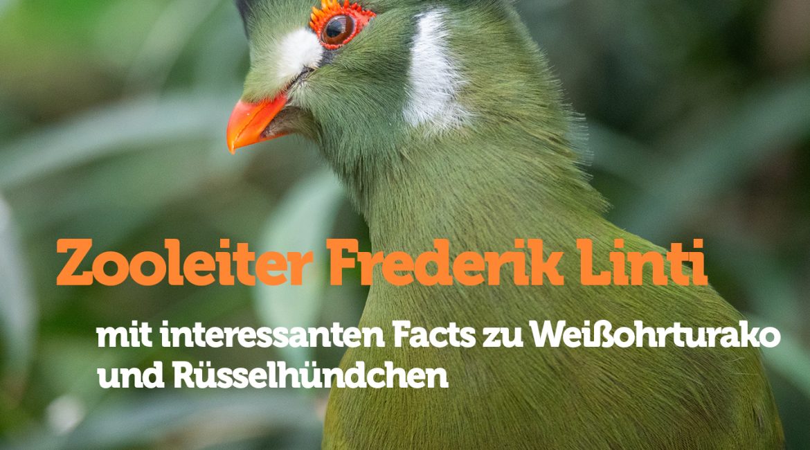 post vorlage tv link 1