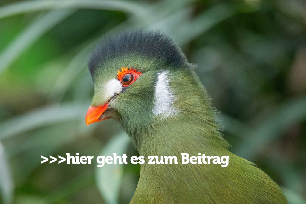 post vorlage tv link 2