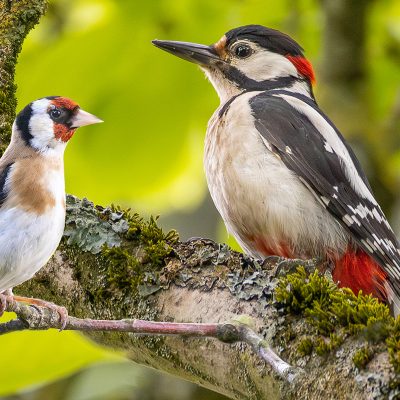 Vögel-Heimische-Vögel-website-veranst