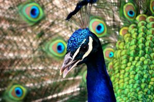 Blauer Pfau Daum 58 Blauer Pfau Daum 58