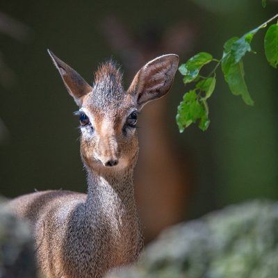 5-Kirk-Dikdik-NEU_RM85027-fb