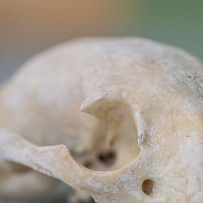 skull-binturong_RM80759-1350