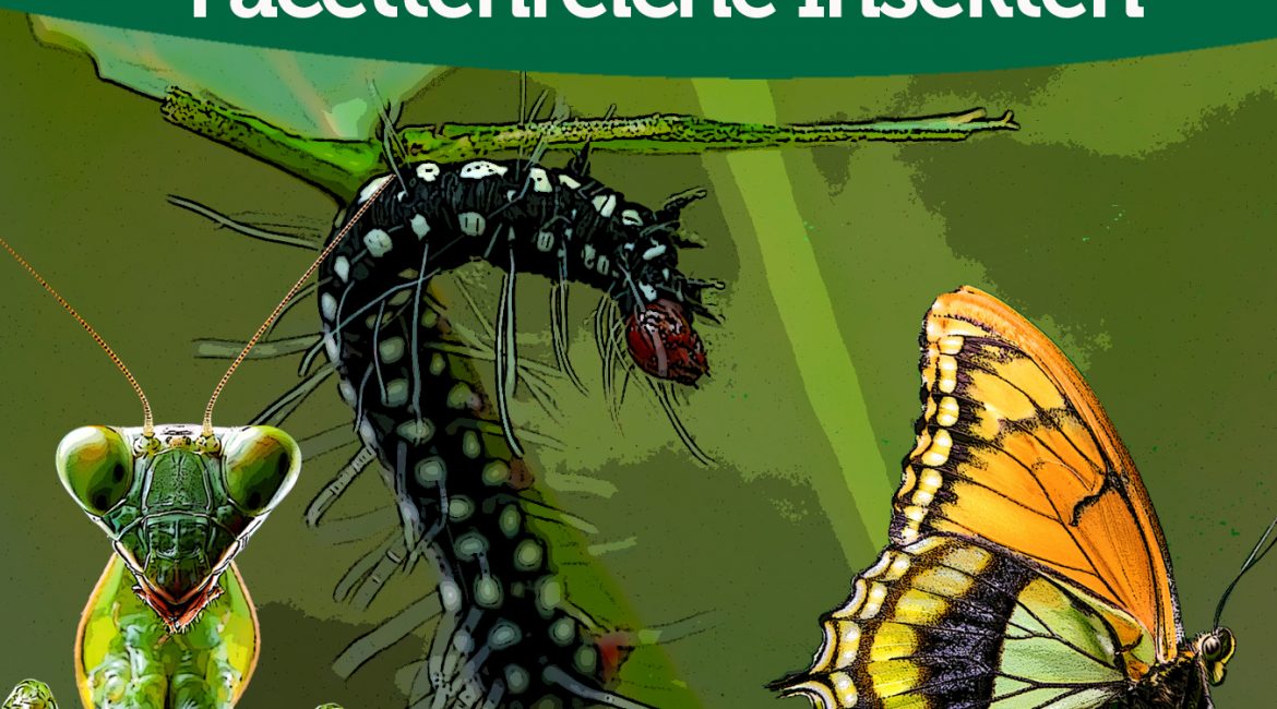 Insekten coll web Insekten coll web