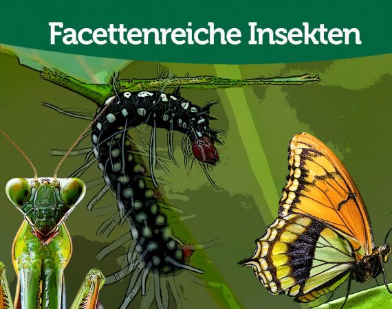 Insekten coll web