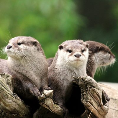 Kurzkrallenotter Daum 40
